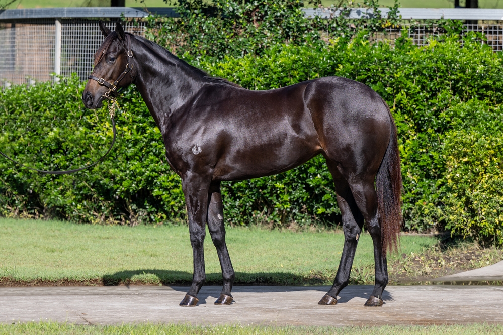 Xtravagant (NZ) / Fitocracy (AUS) 2023 Filly - Image 1