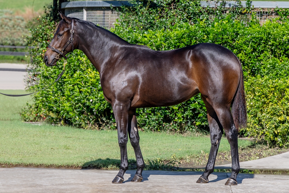 Cool Aza Beel (NZ) / Jay Curve (AUS) 2023 Filly - Image 1