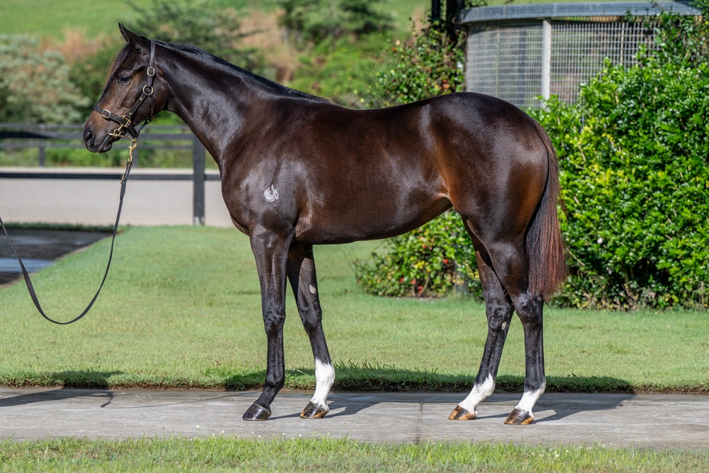 Xtravagant (NZ) / Venom (AUS) 2023 Filly - Image 1