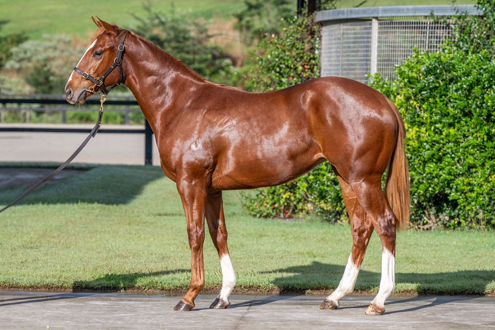 Trapeze Artist (AUS) / With Purpose (AUS) 2023 Filly - Image 1