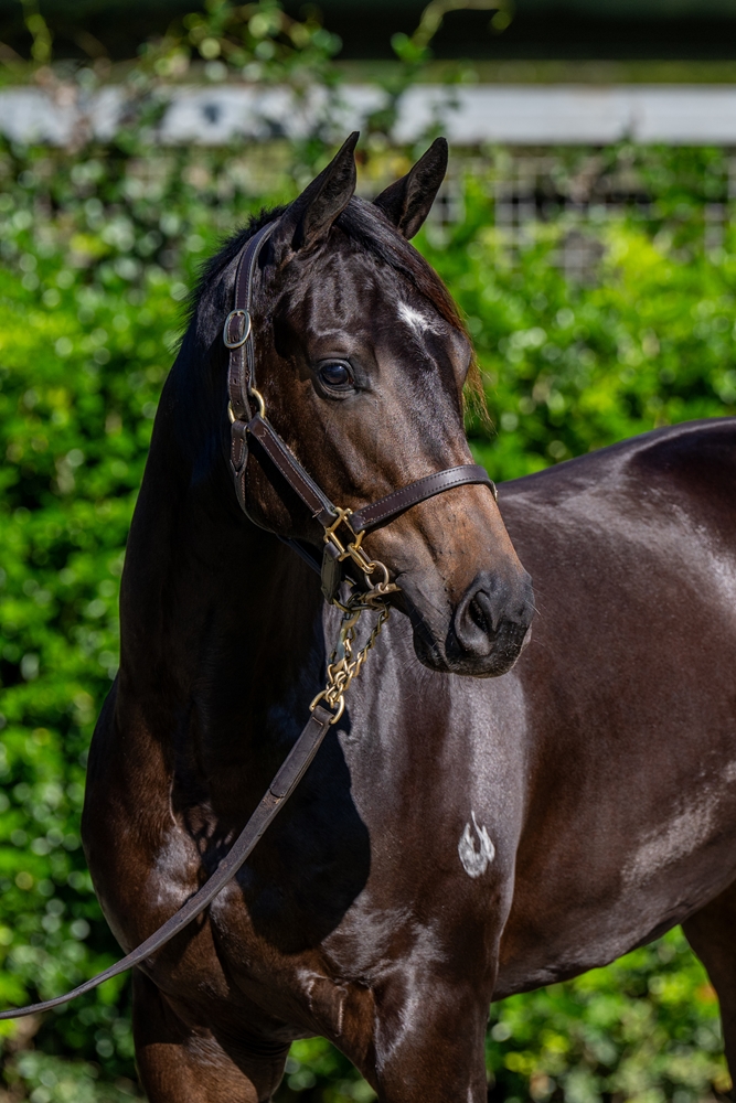 Xtravagant (NZ) / Fitocracy (AUS) 2023 Filly - Image 2