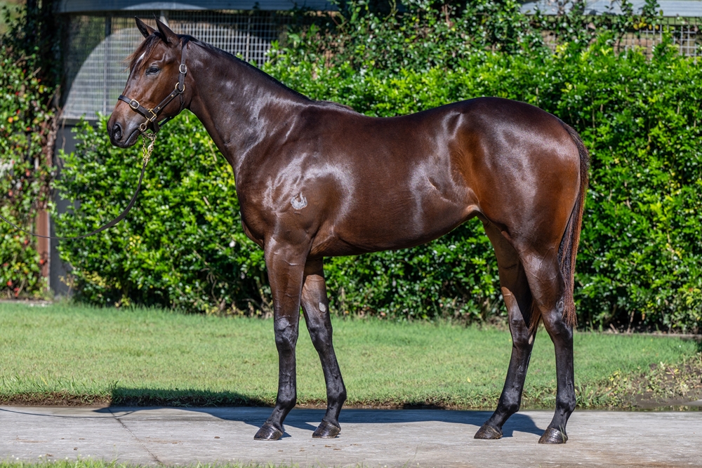 Cool Aza Beel (NZ) / Camena (USA) 2023 Filly - Image 1