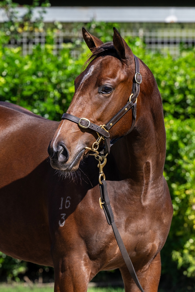 Cool Aza Beel (NZ) / Legal Girl (AUS) 2023 Filly - Image 2