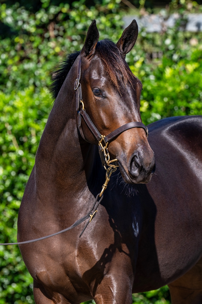 Cool Aza Beel (NZ) / Jay Curve (AUS) 2023 Filly - Image 2