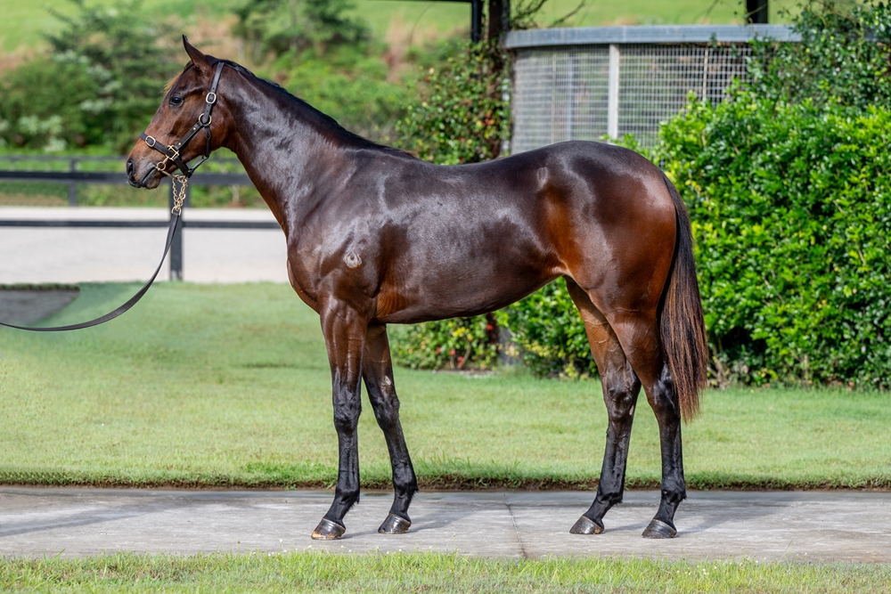Lean Mean Machine (AUS) / Fantasy Gal (USA) 2023 Filly - Image 1
