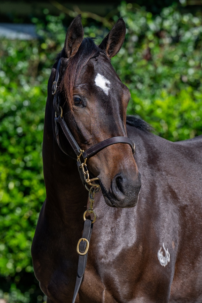 Xtravagant (NZ) / Venom (AUS) 2023 Filly - Image 2