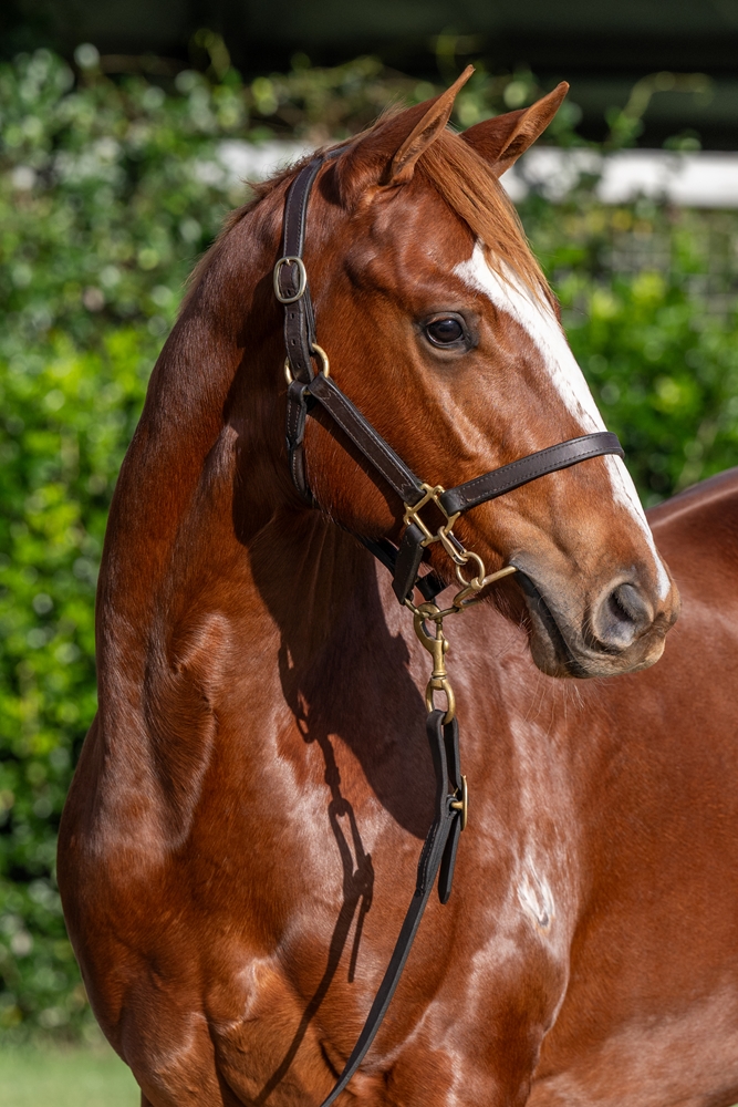 Trapeze Artist (AUS) / With Purpose (AUS) 2023 Filly - Image 2