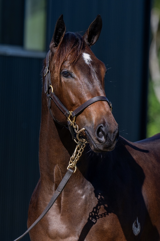 Cool Aza Beel (NZ) / Camena (USA) 2023 Filly - Image 2