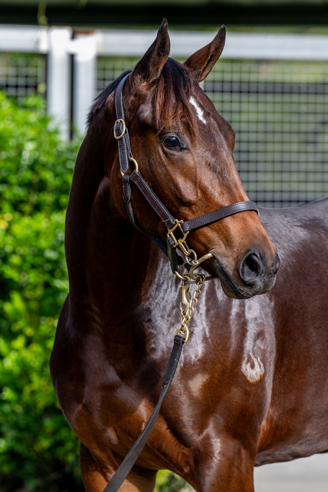 Lean Mean Machine (AUS) / Fantasy Gal (USA) 2023 Filly - Image 2