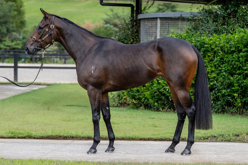 Kaiwi (AUS) - Image 1