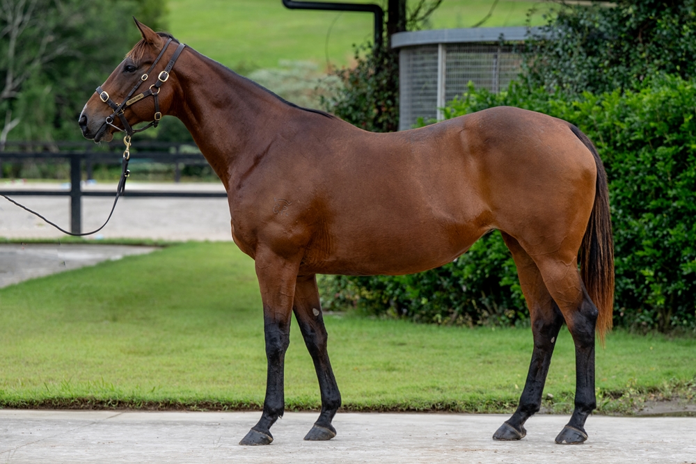 Saga of the Storm (AUS) - Image 1