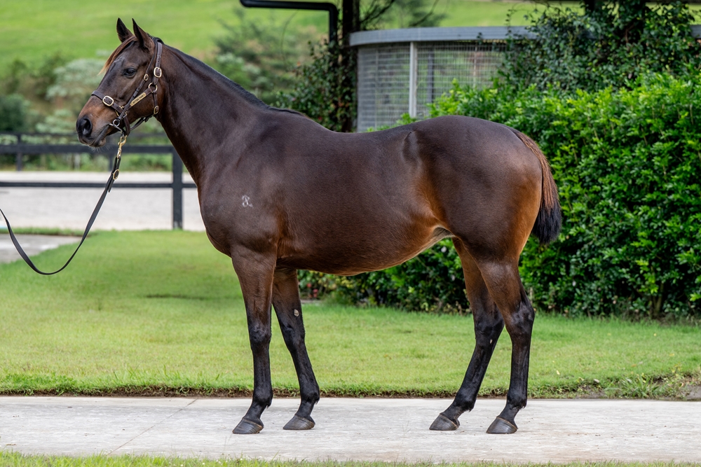 Venom (AUS) - Image 1
