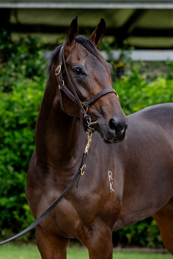 Kaiwi (AUS) - Image 2