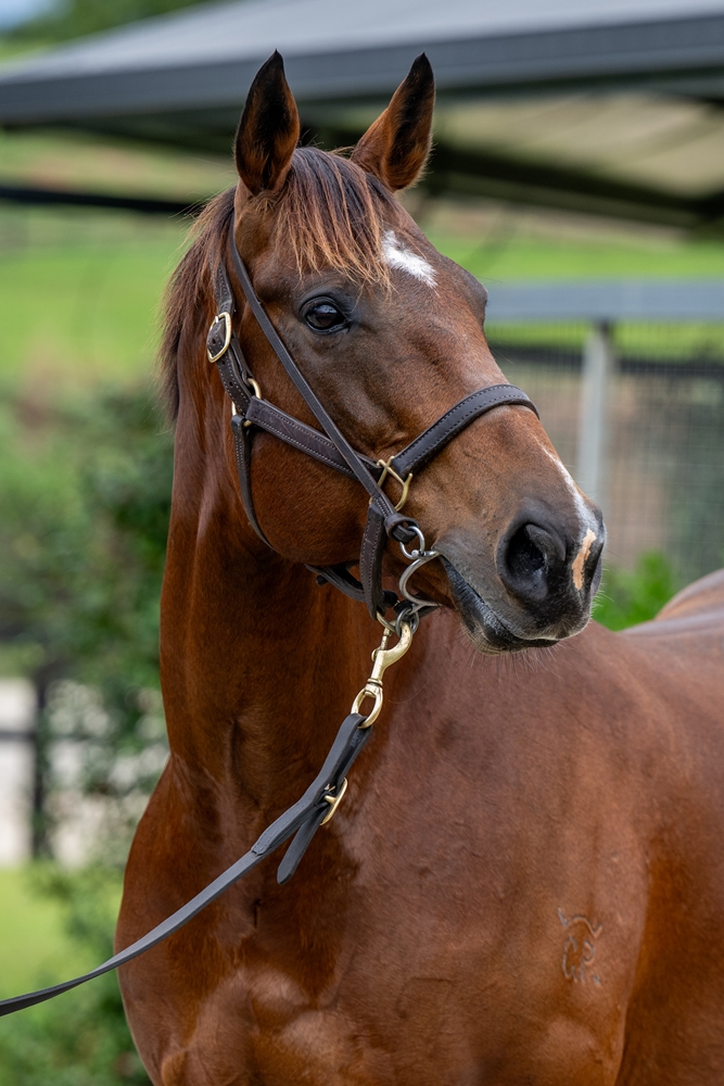 Saga of the Storm (AUS) - Image 2