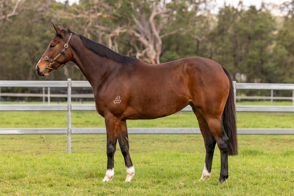 Dunaloce (AUS) - Image 1