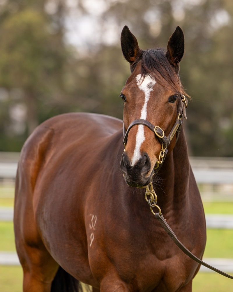 Dunaloce (AUS) - Image 2