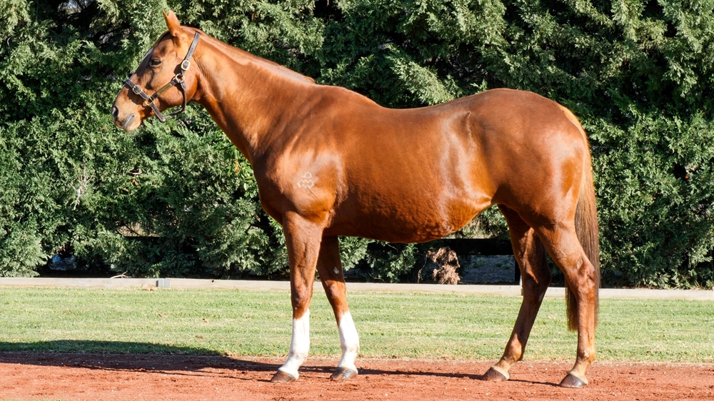 Flying Snitzel (AUS) - Image 1