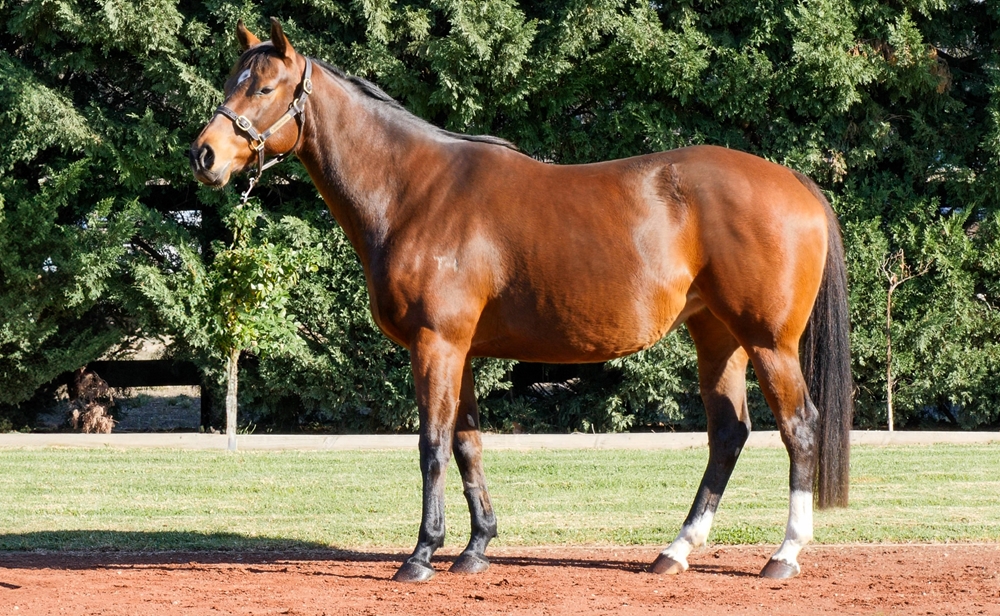 Osaycan (AUS) - Image 1