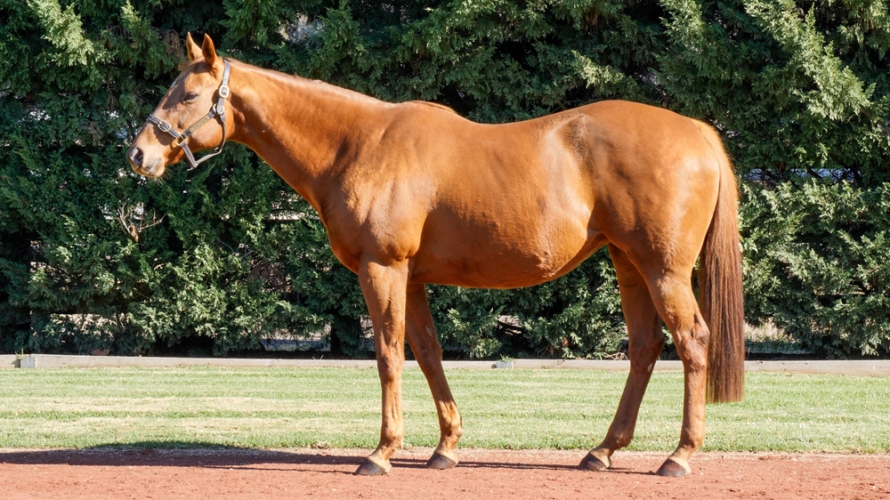 Rose Cuvee (AUS) - Image 1