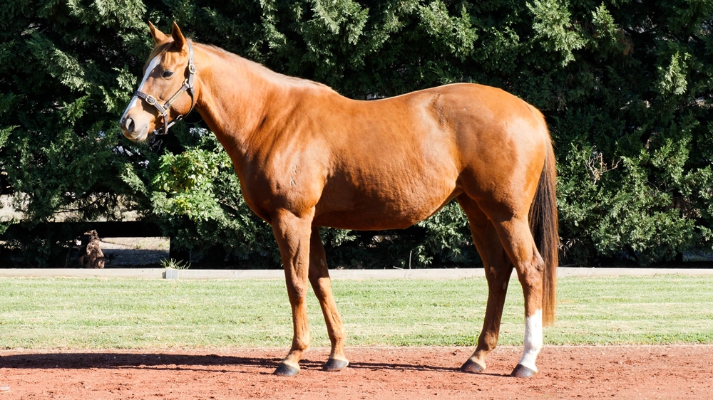 Simply Xtravagant (AUS) - Image 1