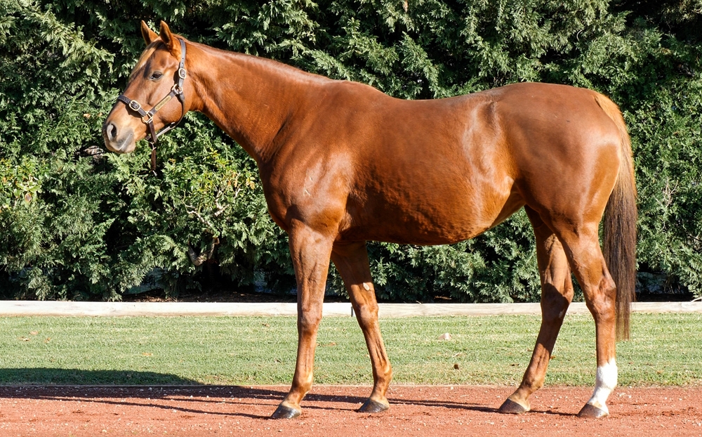 Sistine Queen (AUS) - Image 1