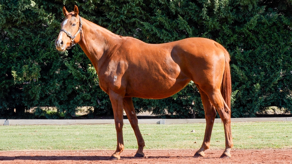 Disco Queen (AUS) - Image 1