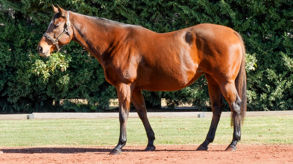 Exclusive Lass (AUS) - Image 1