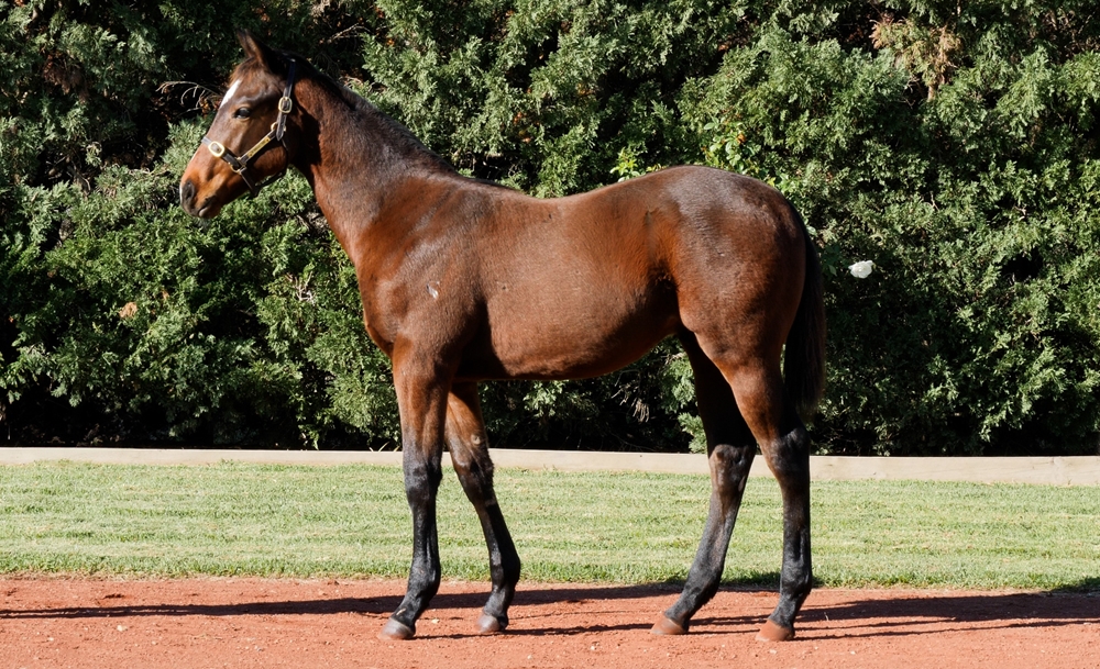 Hellbent (AUS) / Hot Press (AUS) 2024 Colt - Image 1