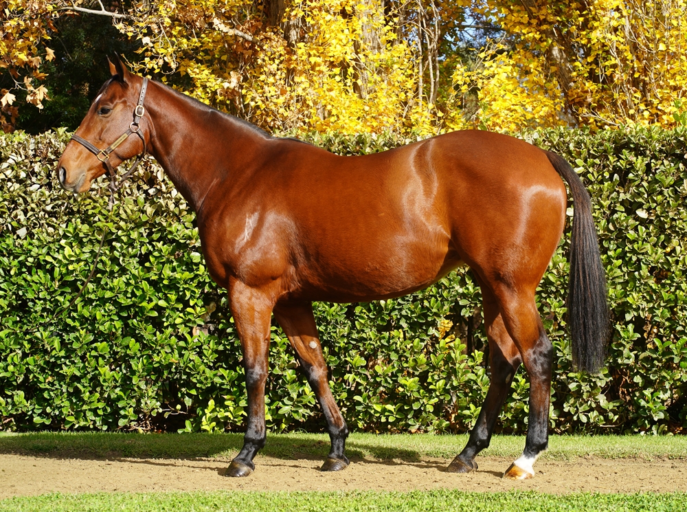 My Artemis (AUS) - Image 1