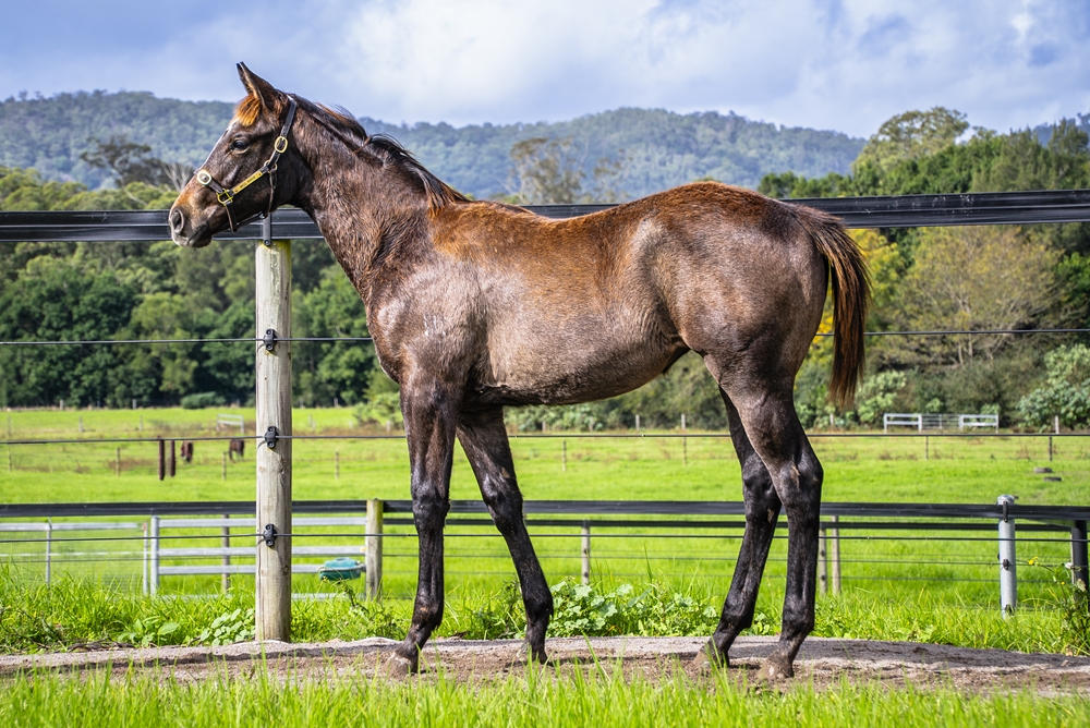 Tassort (AUS) / Heart of Tier (AUS) 2024 Filly - Image 1