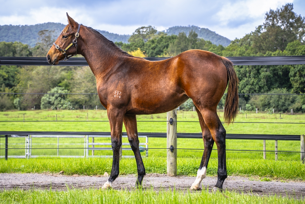 Spirit of Boom (AUS) / Marluccio (AUS) 2024 Filly - Image 1