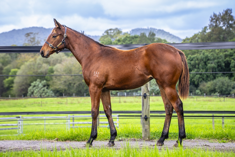 Spirit of Boom (AUS) / Premeditated (AUS) 2024 Filly - Image 1