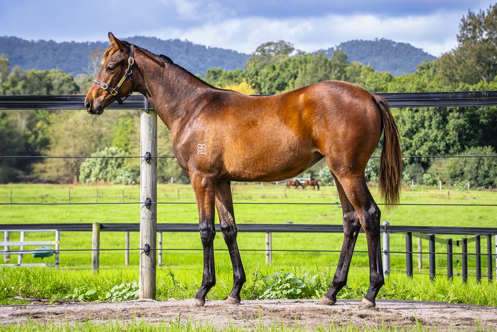 Farnan (AUS) / Star Encounter (AUS) 2024 Filly - Image 1