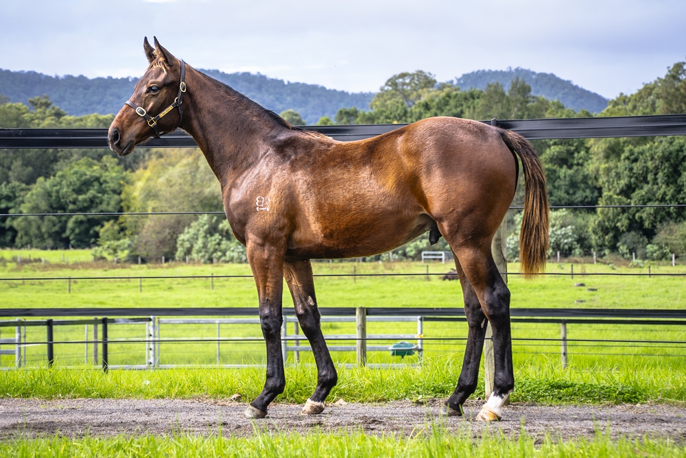 Dundeel (NZ) / Swift Chick (AUS) 2024 Colt - Image 1