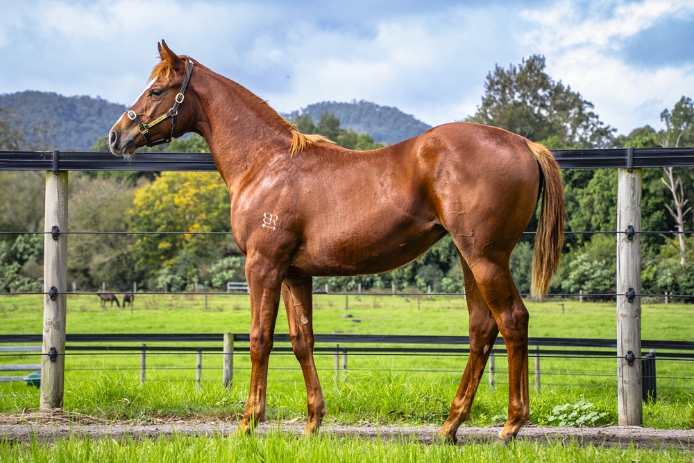 Russian Revolution (AUS) / Beyond the Sea (AUS) 2024 Filly - Image 1