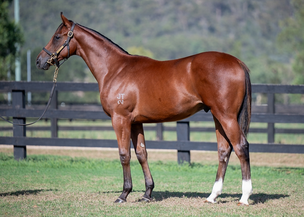 Zoustar (AUS) / Succeeder (AUS) 2023 Colt - Image 1