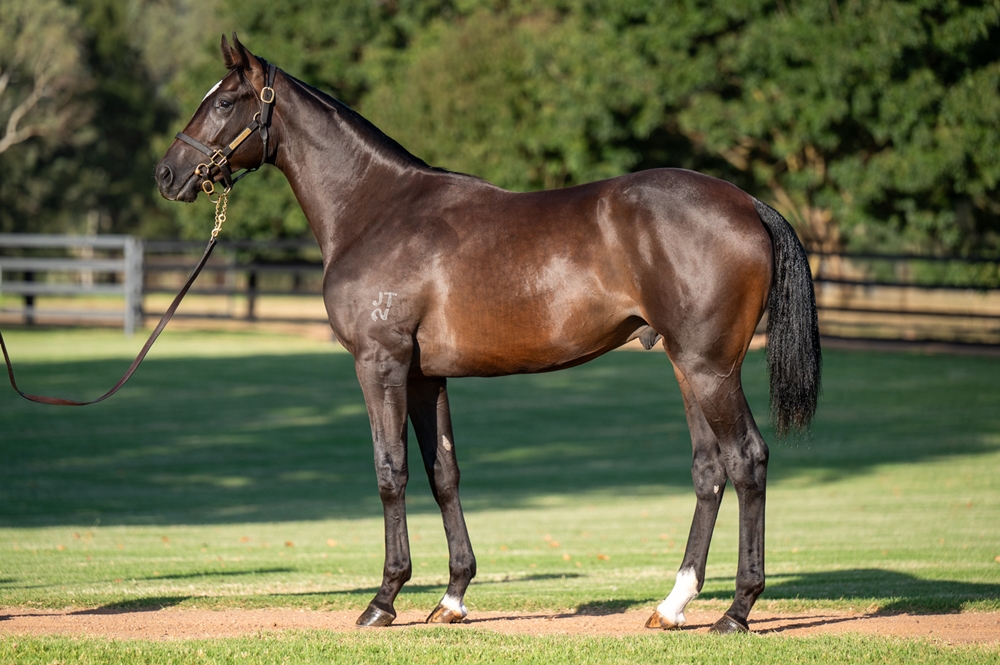 So You Think (NZ) / Tigress Lily (AUS) 2023 Colt - Image 1