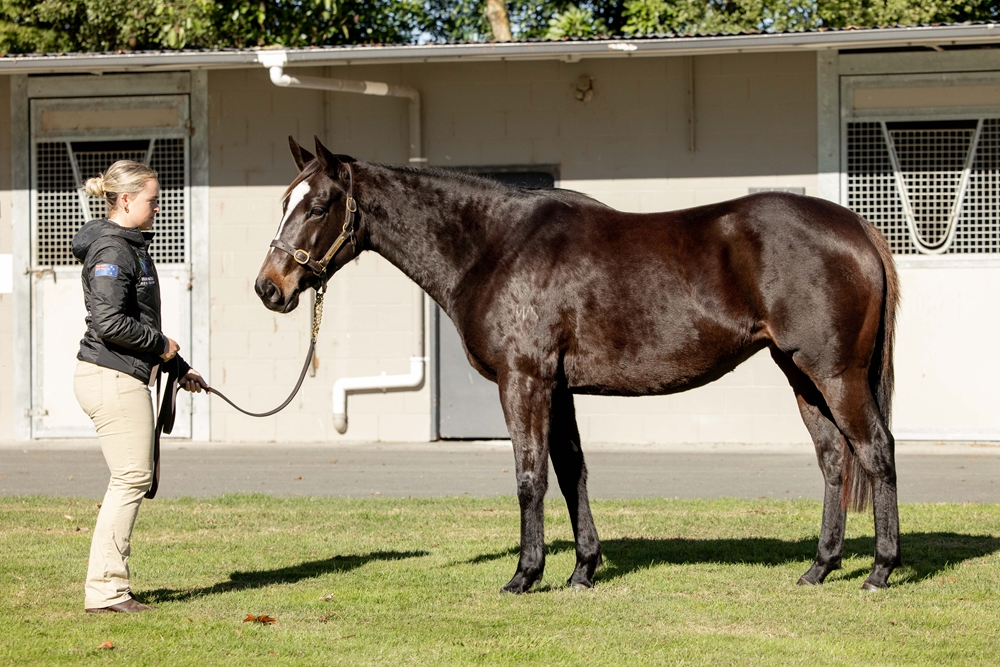 Ounce (NZ) - Image 1