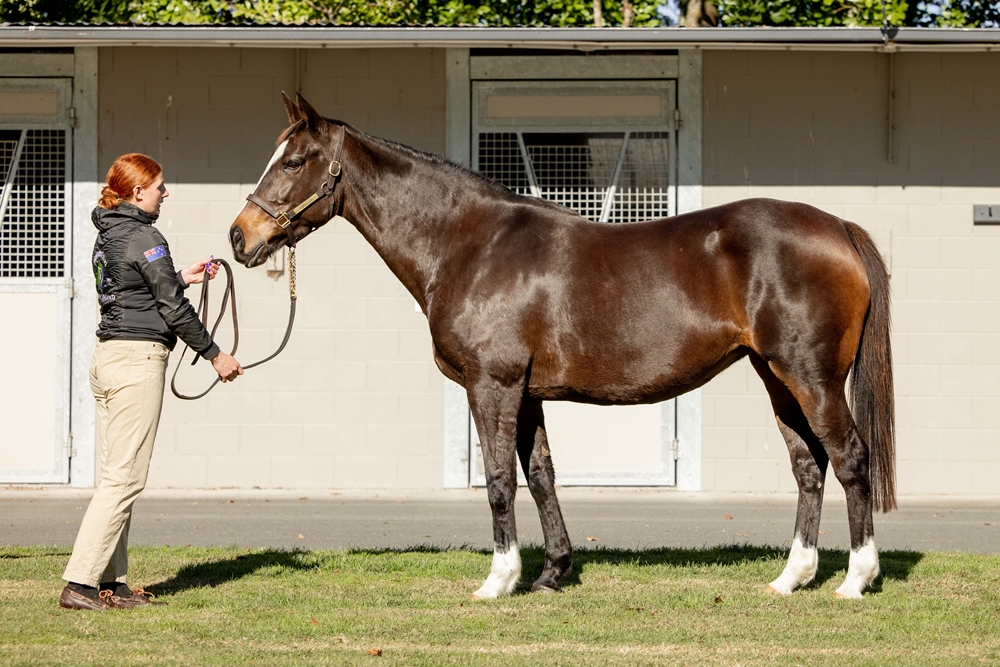 Taller (NZ) - Image 1