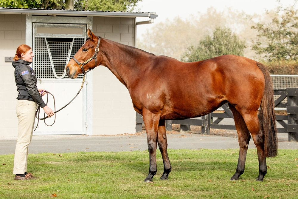 Californian (NZ) - Image 1