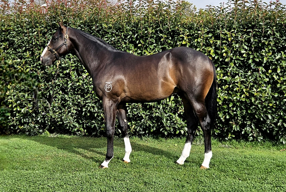 Hellbent (AUS) / Charleah (AUS) 2023 Colt - Image 1