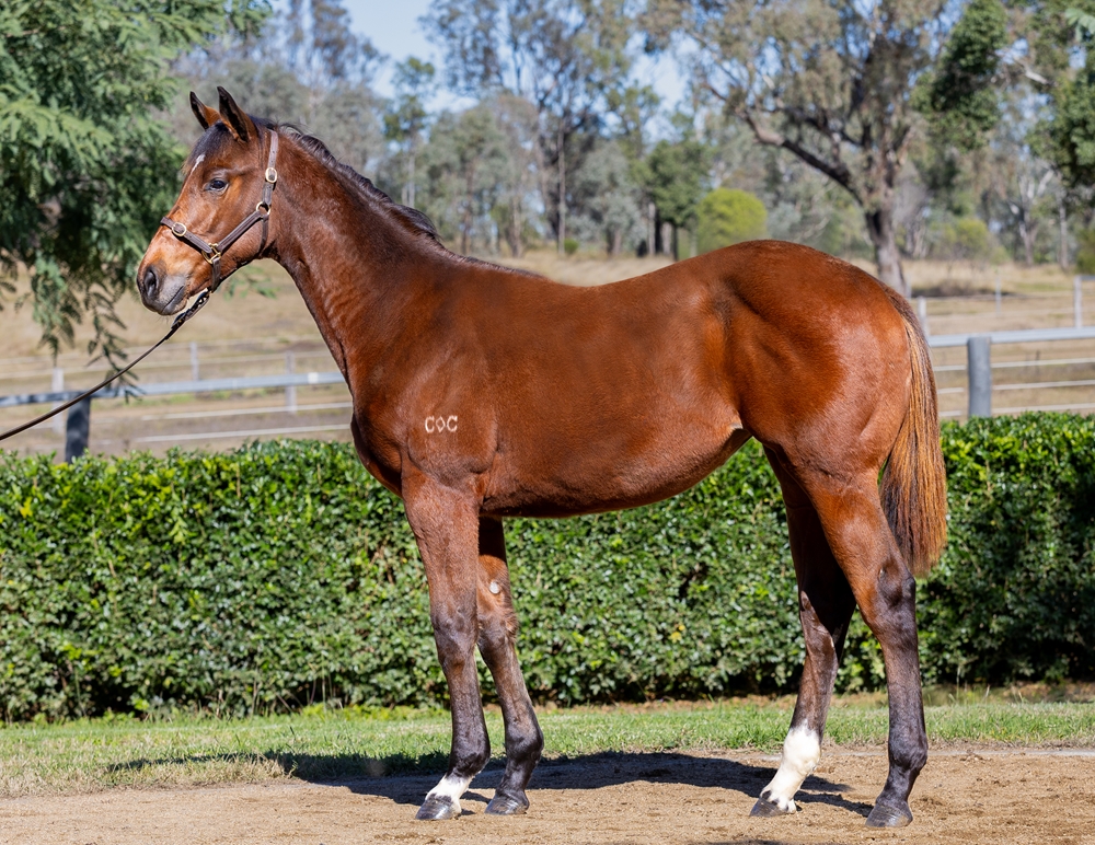 Home Affairs (AUS) / Batemans Bay (AUS) 2024 Filly - Image 1