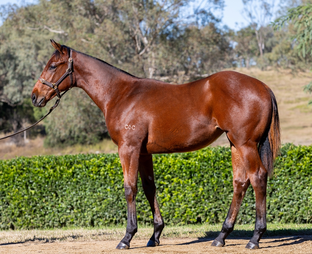 Pinatubo (IRE) / Bleu Zebra (AUS) 2024 Filly - Image 1