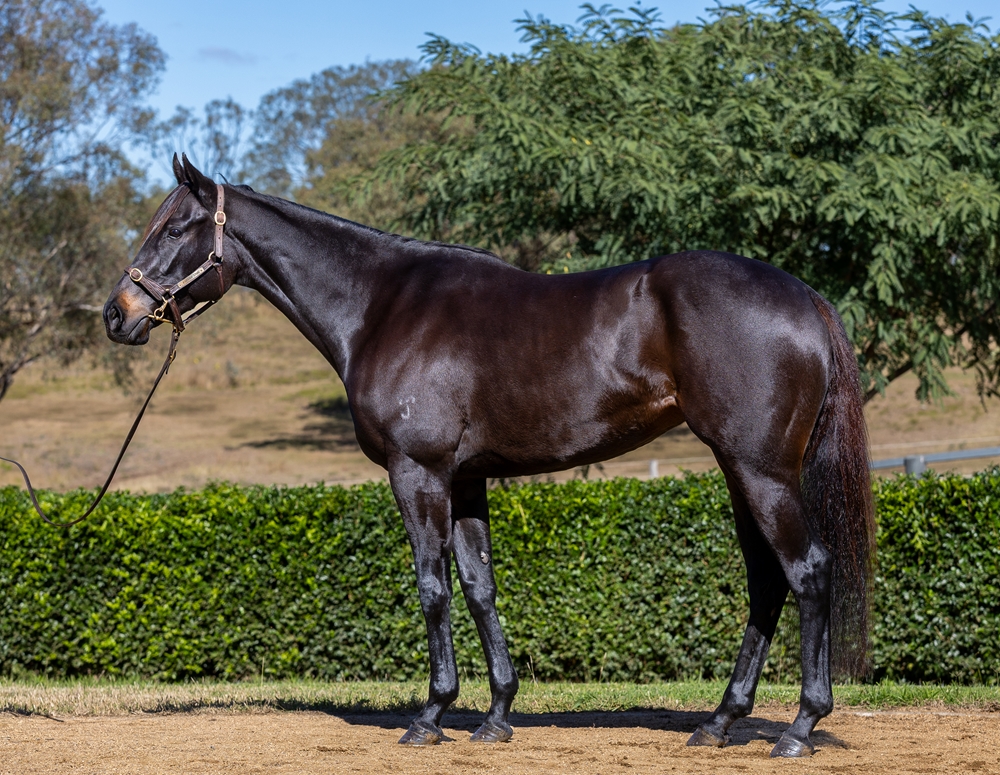 Jenni the Jet (AUS) - Image 1