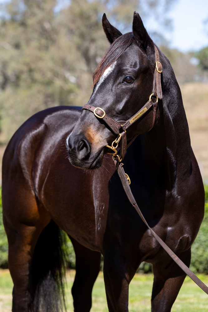 Jenni the Jet (AUS) - Image 2