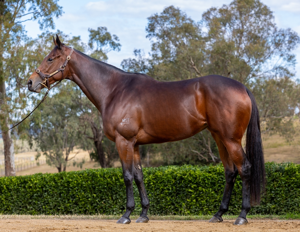 Sebring Girl (AUS) - Image 1
