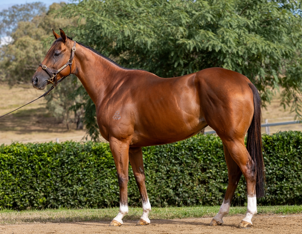 Diligente (AUS) - Image 1