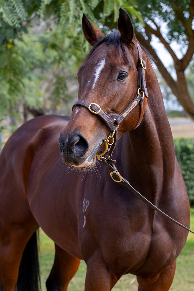 Salisano (AUS) - Image 2