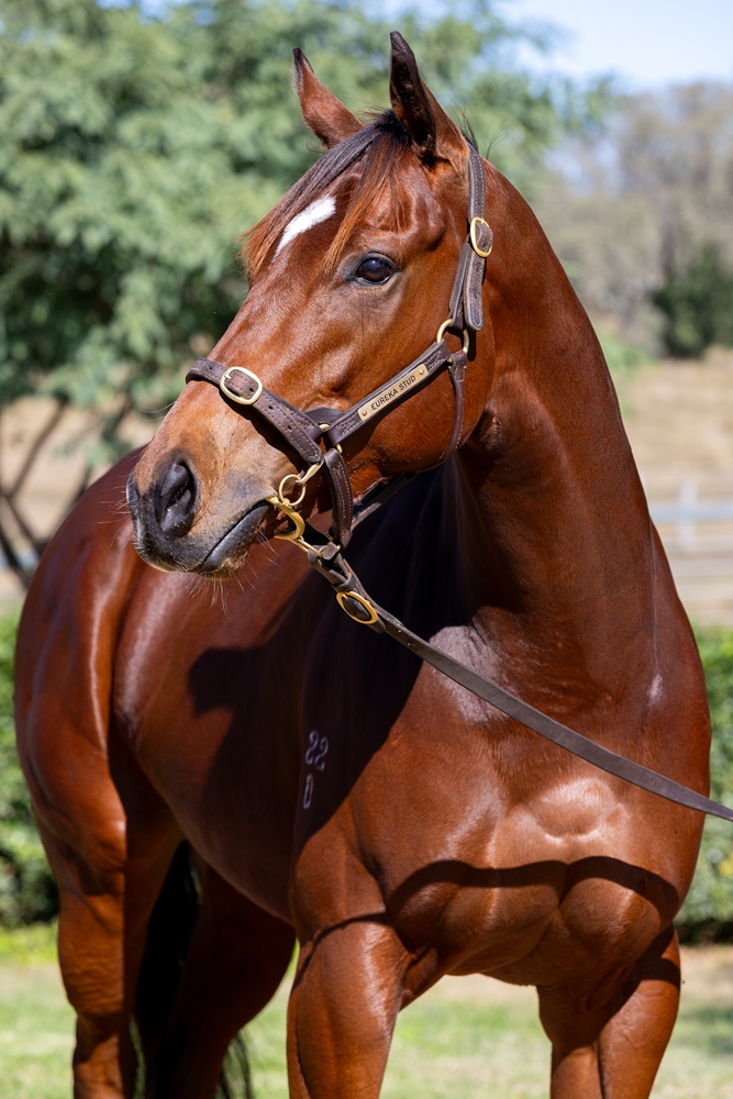 Skirt the Law (AUS) - Image 2