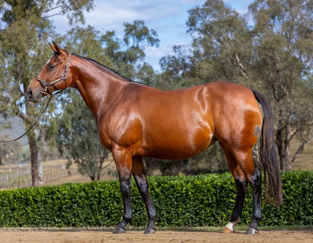 Avolonte (AUS) - Image 1